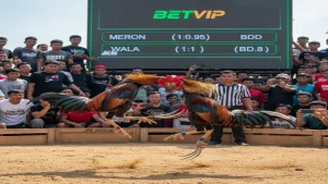 Luật chơi đá gà cựa dao chi tiết nhất